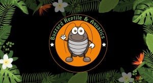 Buzzard Reptile