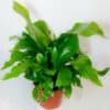 Asplenium Nidus