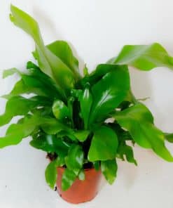 Asplenium Nidus