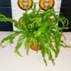 Asplenium Antiquum Osaka