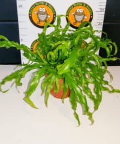 Asplenium Antiquum Osaka