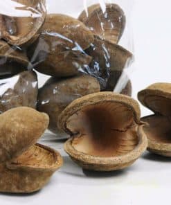 Seeds & Pods