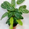 Calathea Stripes
