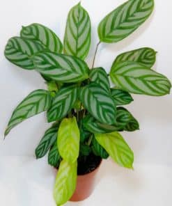 Calathea Stripes