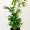 Chamaedora Elegans