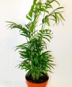 Chamaedora Elegans