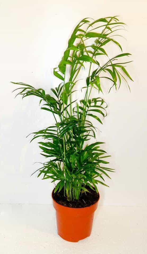 Chamaedora Elegans
