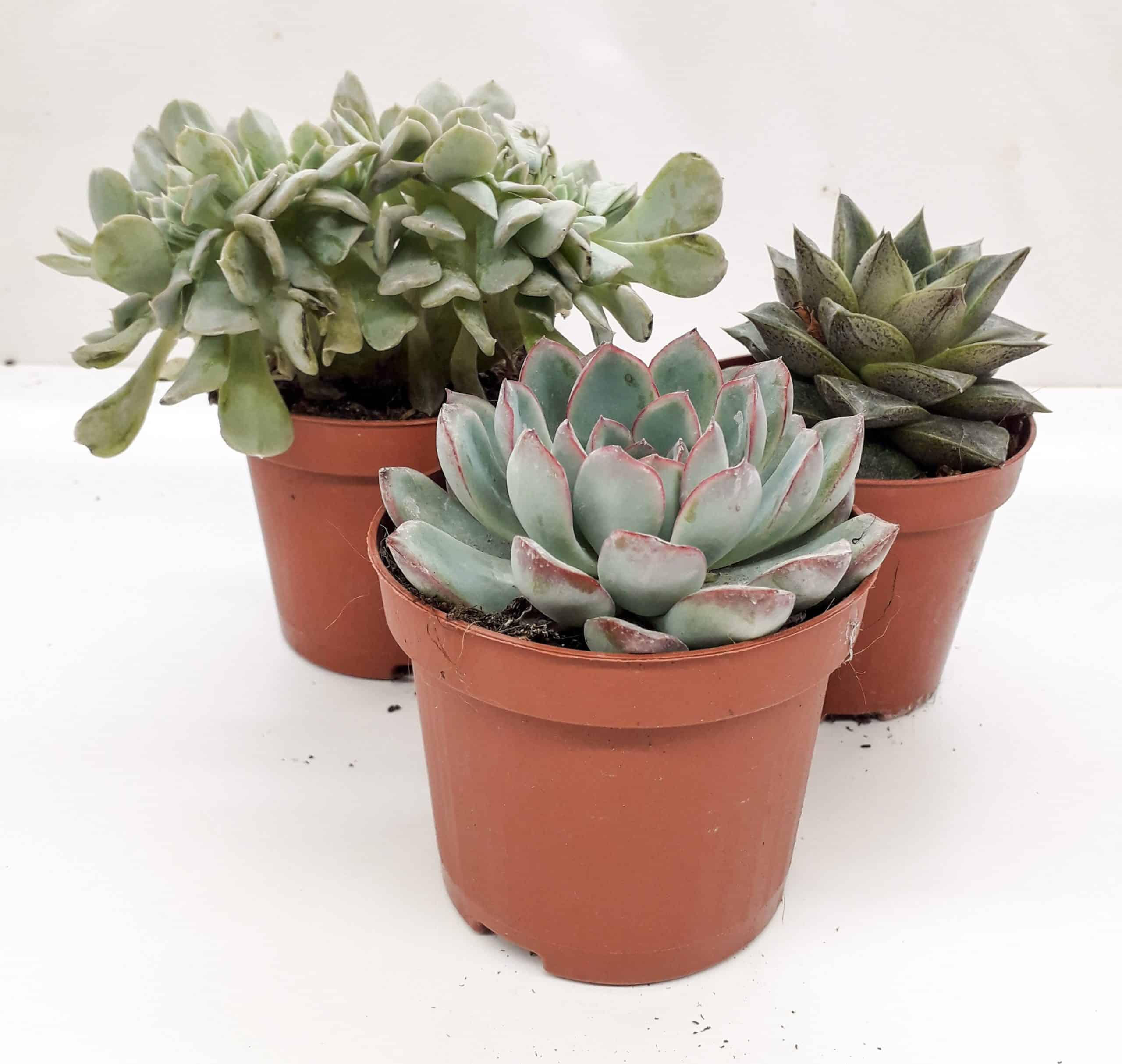 Echevaria