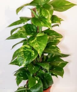Epipremnum Aureum