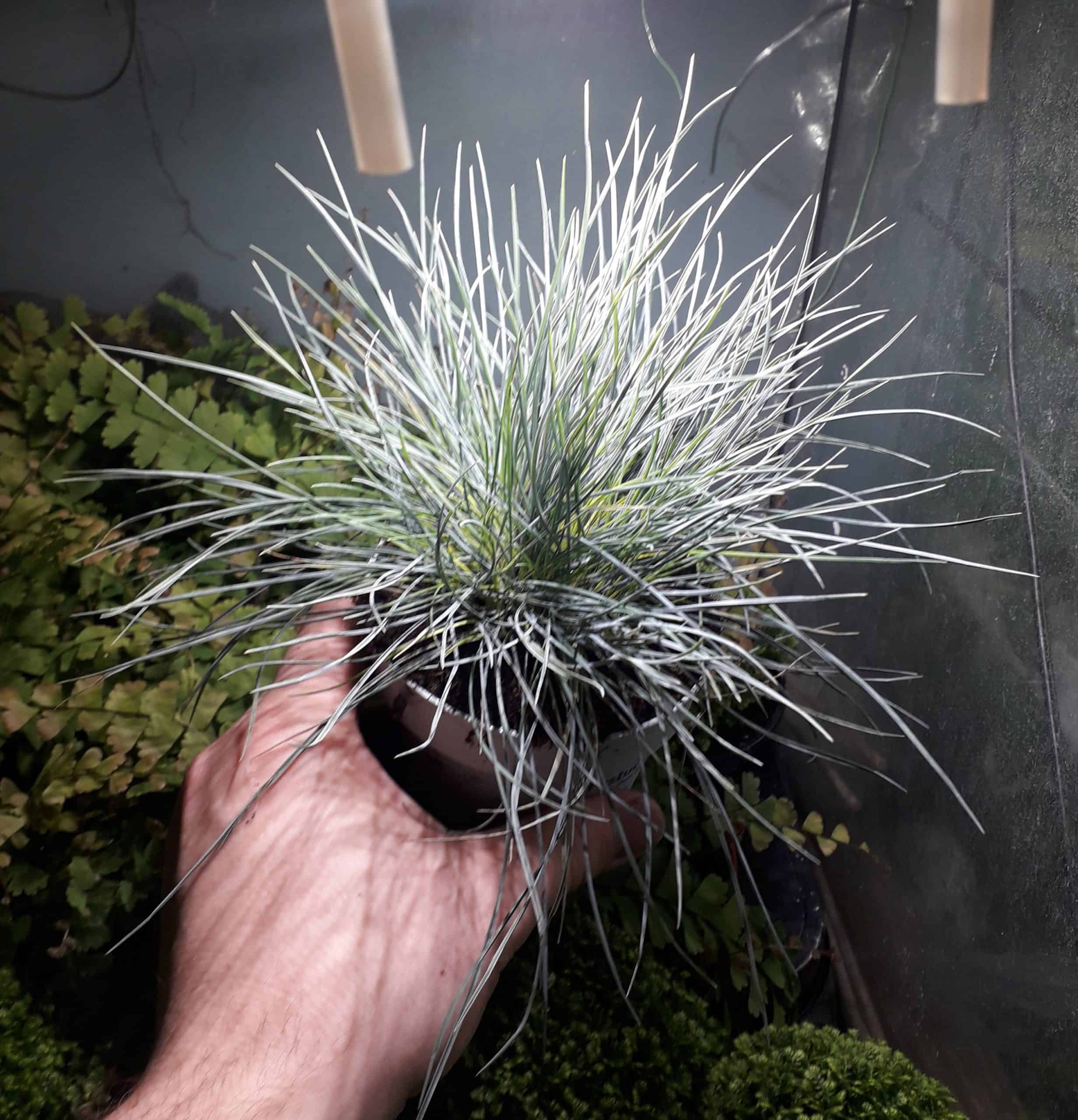 Festuca Blue Ice