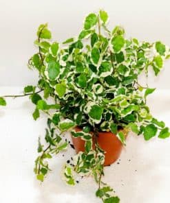 Ficus Pumila