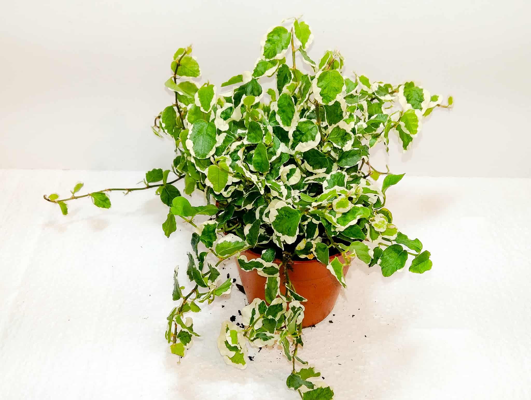 Ficus Pumila