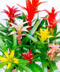 Guzmania