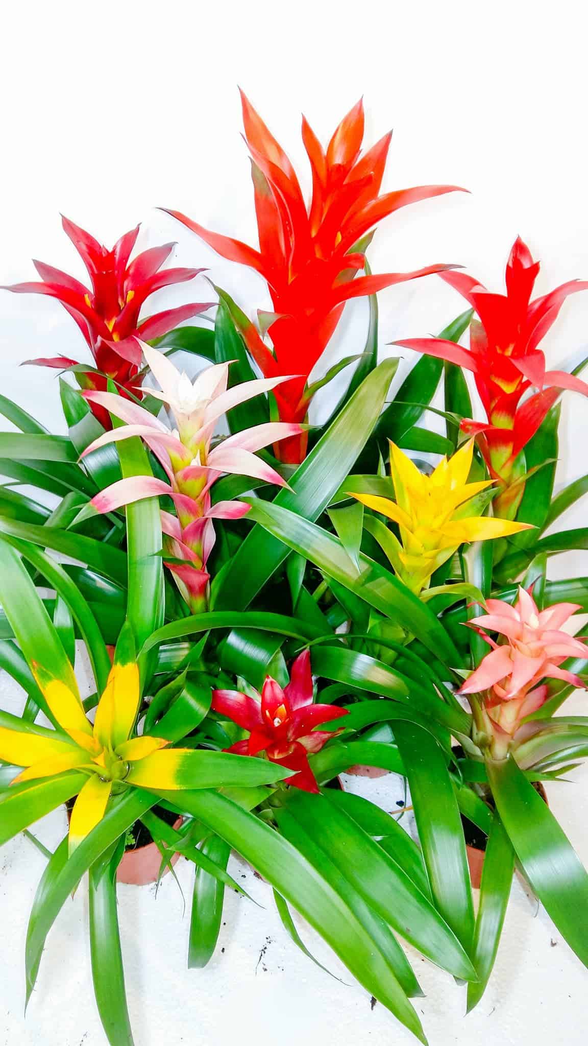 Guzmania