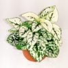 Hypoestes White