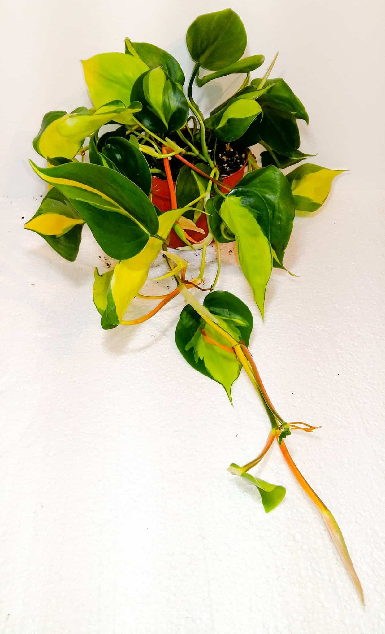 Philodenderon Scandens Brasil