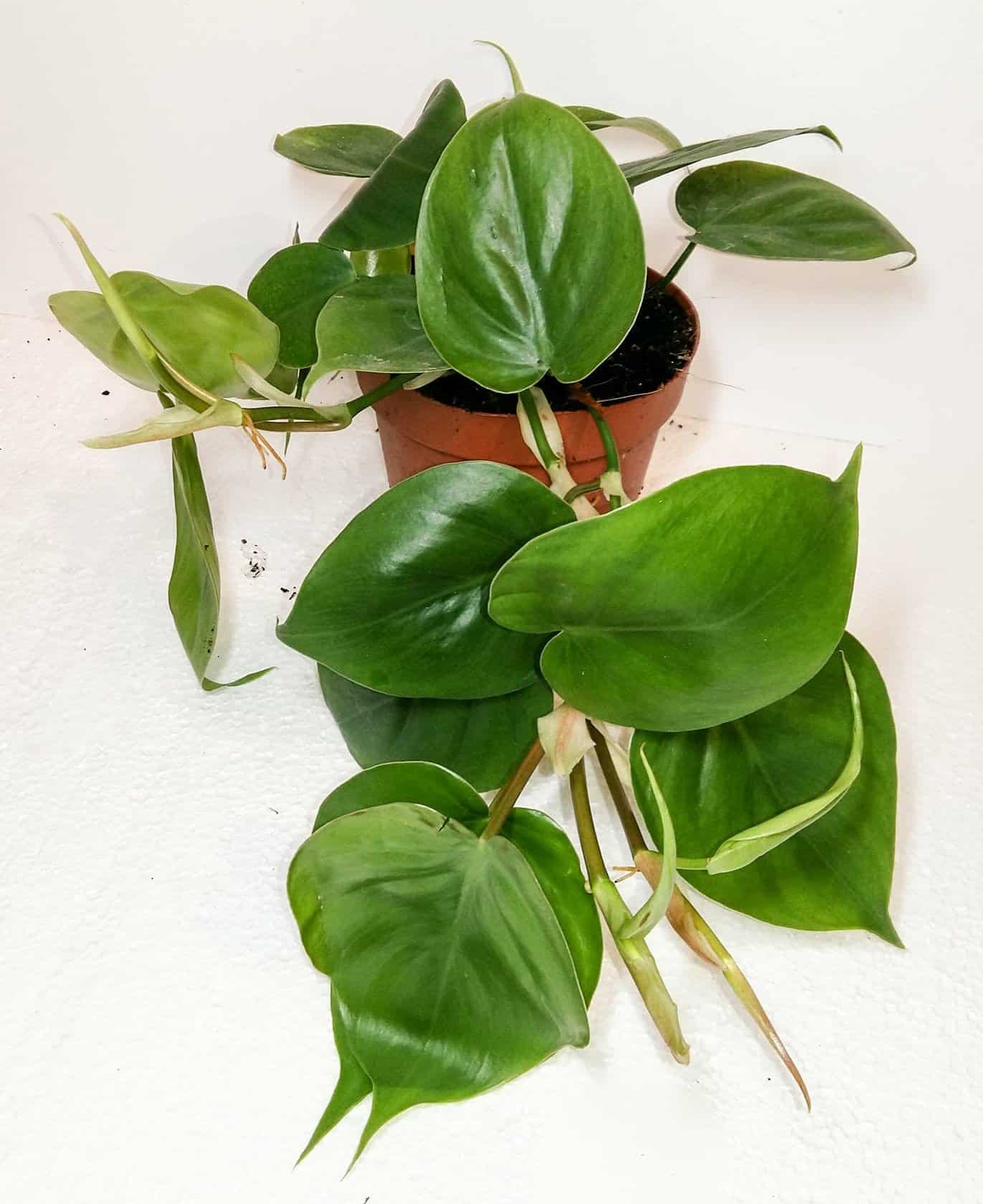 Philodenderon Scandens