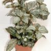 Pilea Ellen