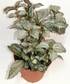 Pilea Ellen