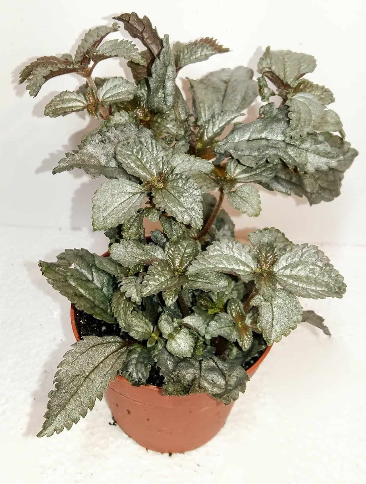 Pilea Ellen