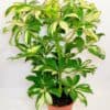 Schefflera Abricola Bicolour