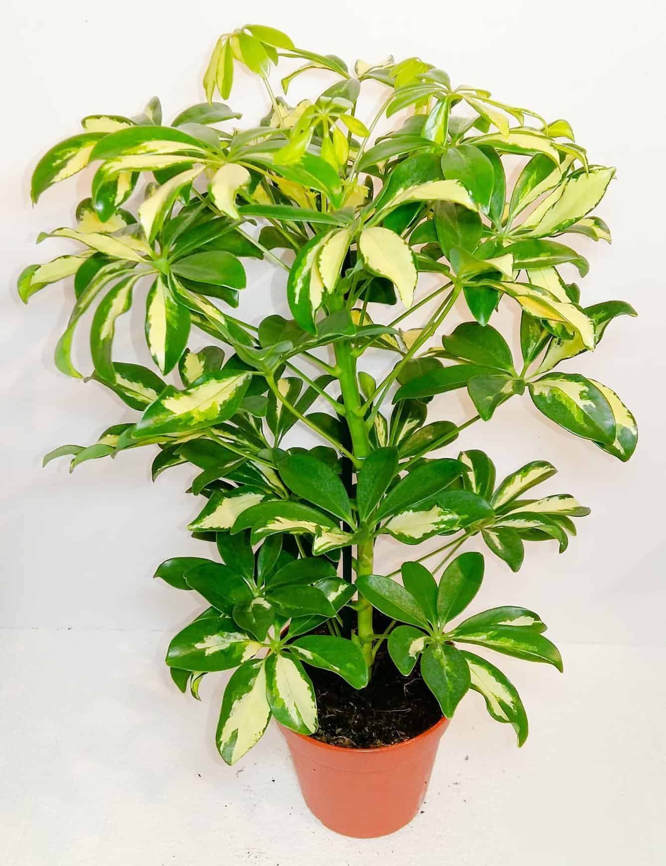 Schefflera Abricola Bicolour
