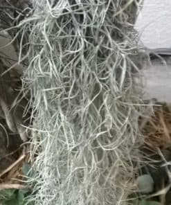 Spanish Moss