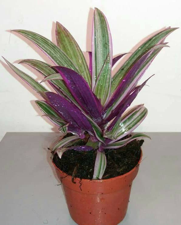 Tradescantia Rhea