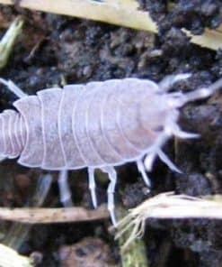 Custodians & Invertebrates