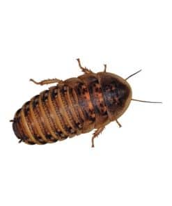 Roaches
