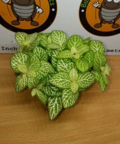 Fittonia Lemon Vein