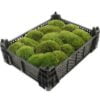 Cushion Moss