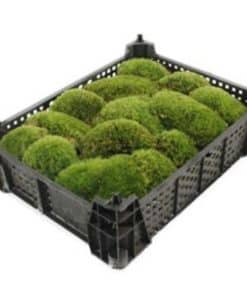 Moss
