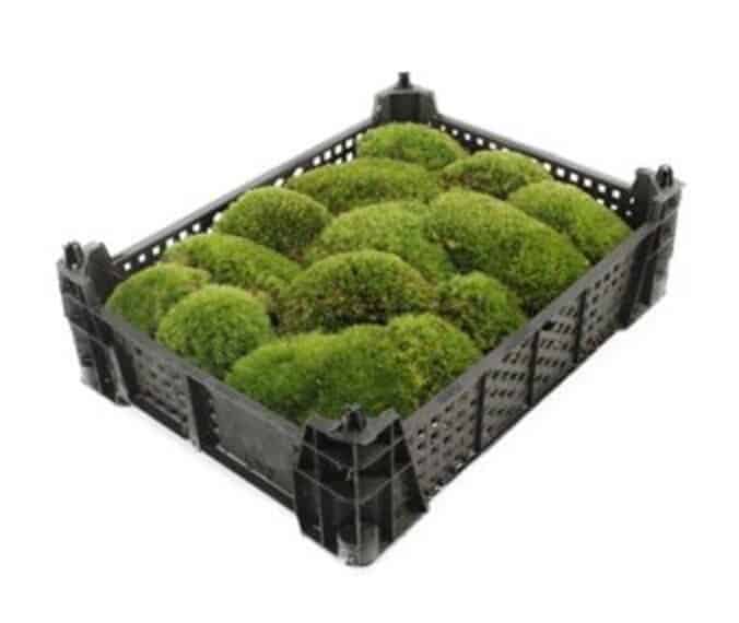 Cushion Moss