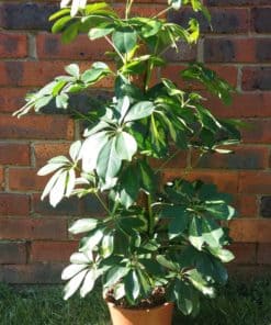Extra Large Plants