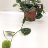 Scindapsus Pictus