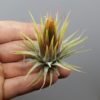 Tillandsia ionantha var ionantha