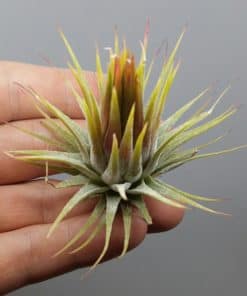 Tillandsia ionantha var ionantha