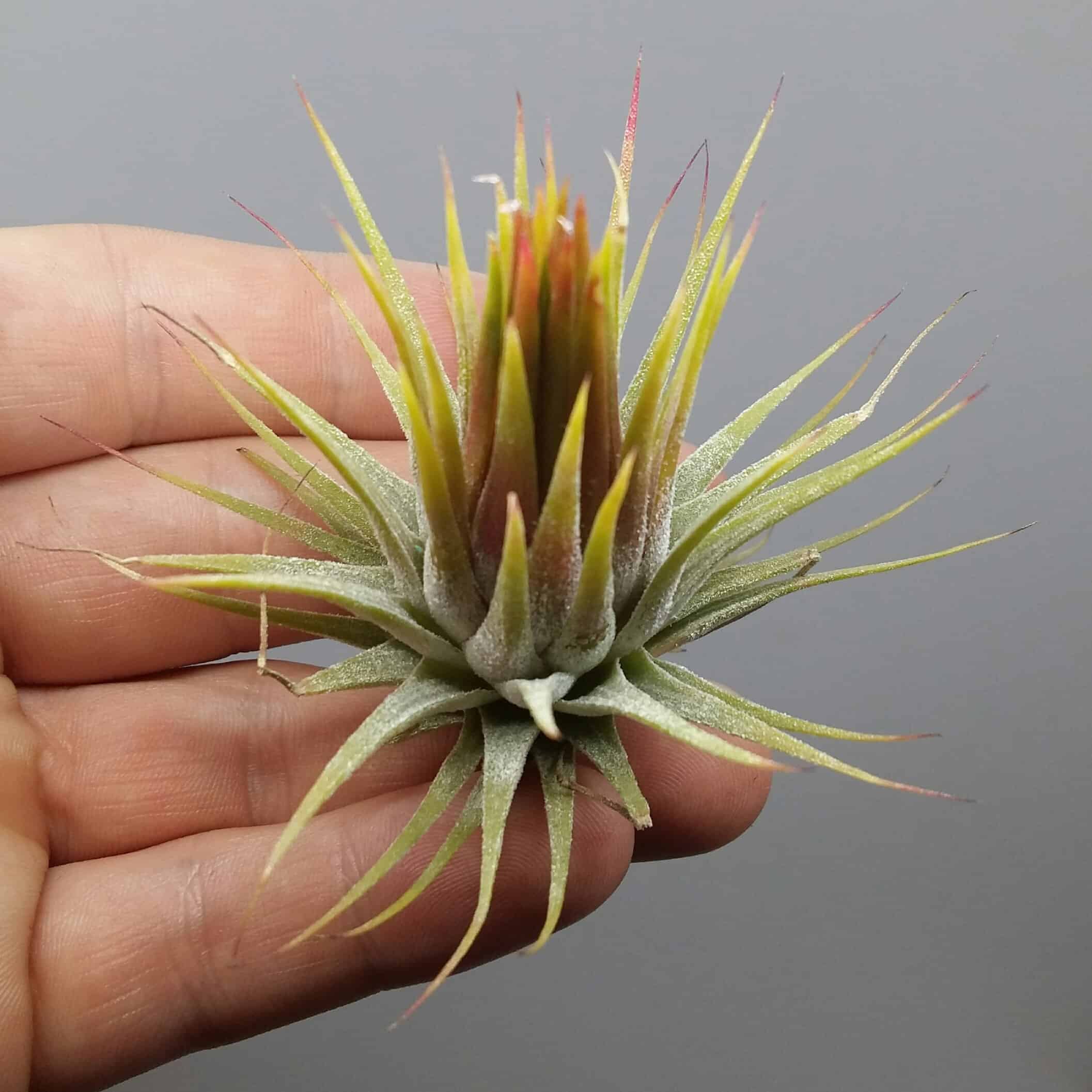 Tillandsia ionantha var ionantha