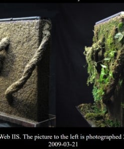 Alternative view of Dusk Moss Mix