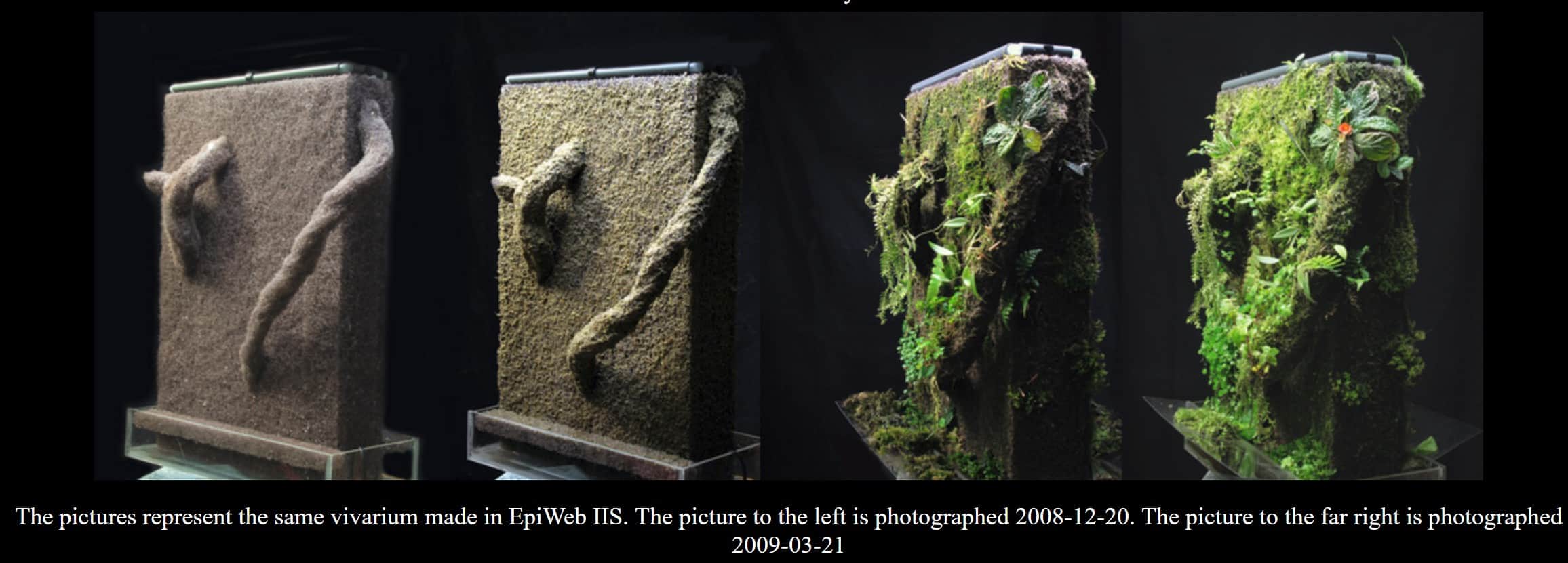 Dusk Moss Mix - Image 2