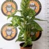Calathea leopardina