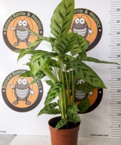 Calathea leopardina