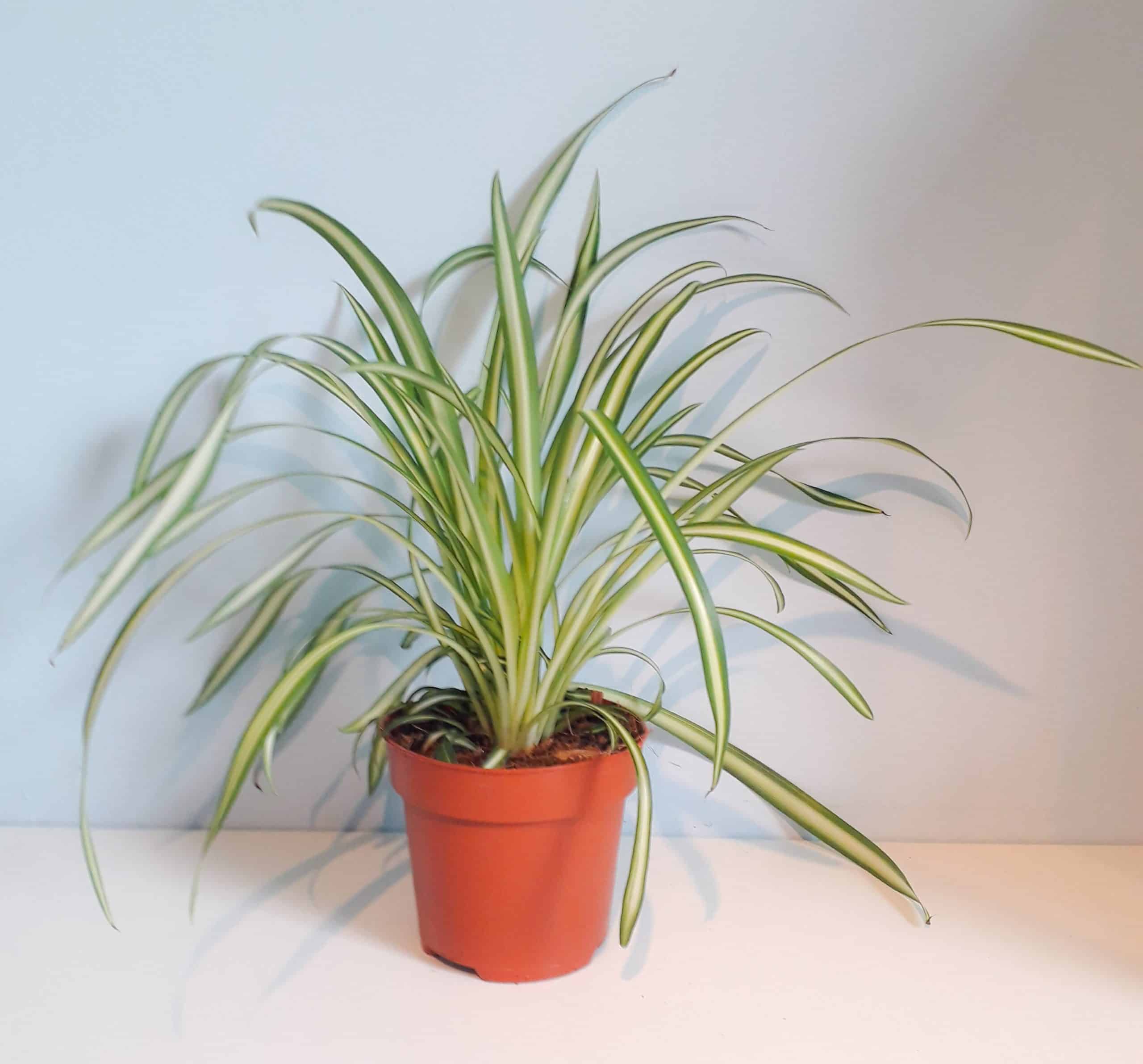 Chlorophytum atlantic