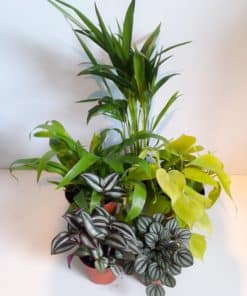 Plant Bundles