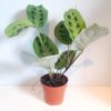 Maranta leuconeura