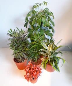 Plants