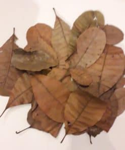 Leaves