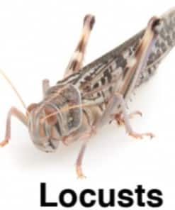 Locusts