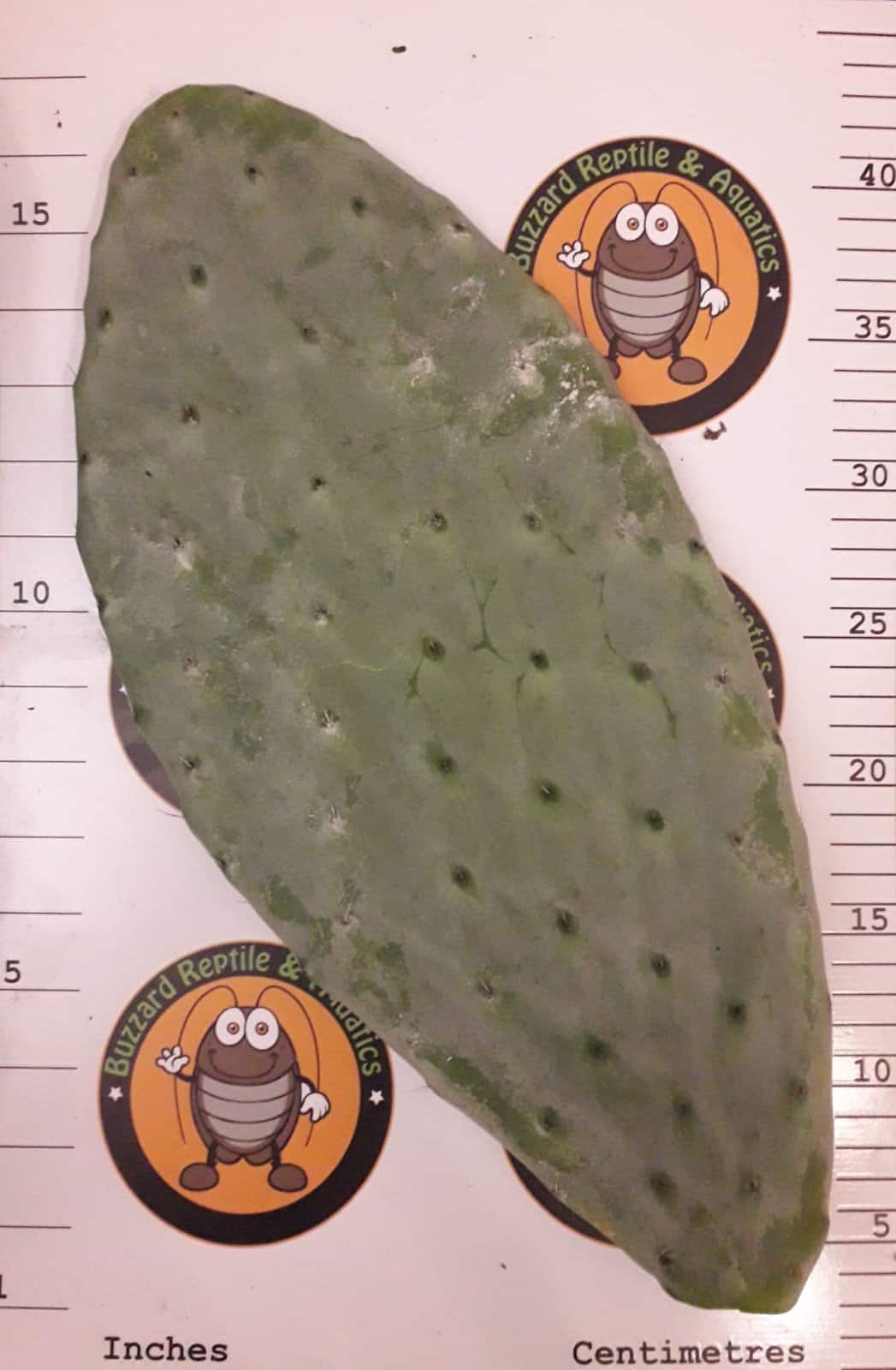 Mature Opuntia